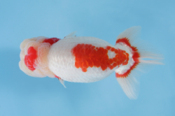 １東大関/east oozeki 東京／齋藤　一成.png