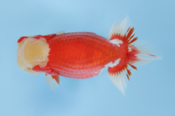 ２西大関/west oozeki　愛知／野口　弘.png