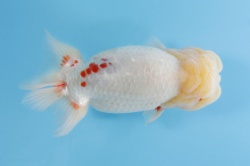 ３立行司/tategyouji　東京／齋藤 一成.png