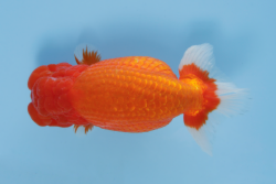 ４東取締/east torishimari　宮城／松田　勝.png