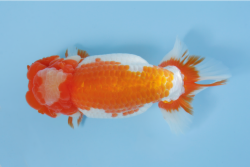 ５西取締/west torishimari　宮城／高橋　和敬.png