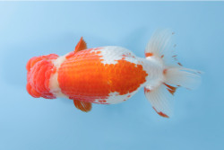 ６東関脇/east sekiwake　岐阜／杉江　拓郎.png