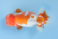 ８東小結/east komusubi　岡山／高尾　直美.png