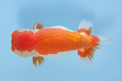 ９西小結/west komusubi　岡山／白川　成也.png