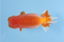 １１東勧進元/east kanjinmoto　愛知／南　真一.png