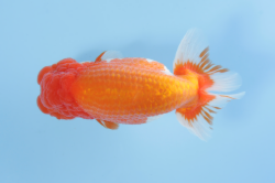 １２西勧進元/west kanjinmoto　福岡／田中　佳.png