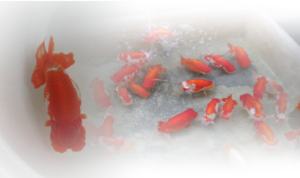 スクリーンショット（2013-07-08 22.57.17）.png