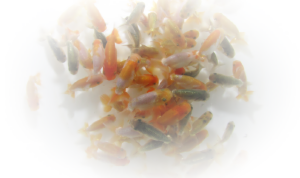 スクリーンショット（2013-07-08 22.57.17）.png