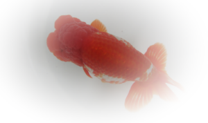 スクリーンショット（2013-07-08 22.57.17）.png