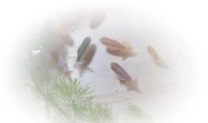 スクリーンショット（2013-07-08 22.57.17）.png