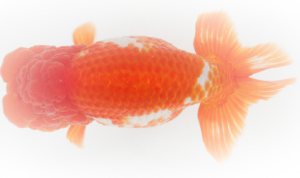 スクリーンショット（2013-07-08 22.57.17）.png