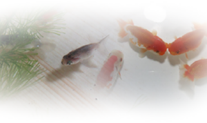 スクリーンショット（2013-07-08 22.57.17）.png